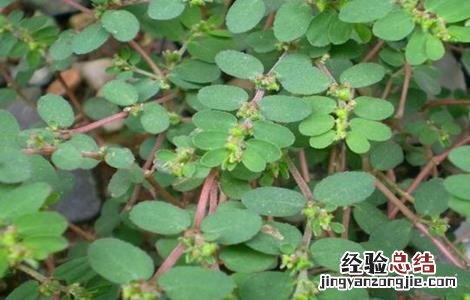地锦草的种植方法 地锦草的种植技术