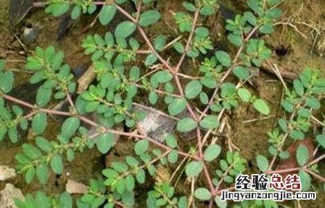 地锦草的种植方法 地锦草的种植技术