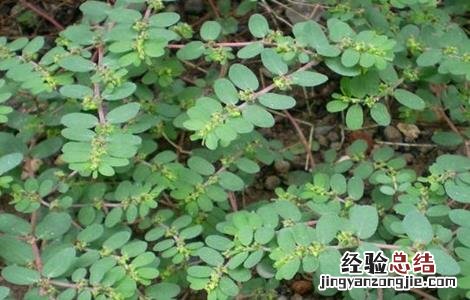 地锦草的种植方法 地锦草的种植技术