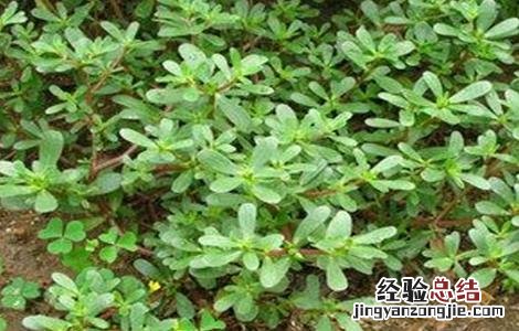 地锦草的种植方法 地锦草的种植技术