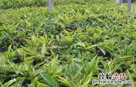 良姜的栽培技术 良姜的栽培技术有哪些