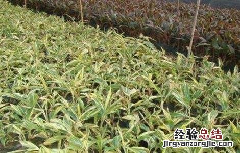 良姜的栽培技术 良姜的栽培技术有哪些