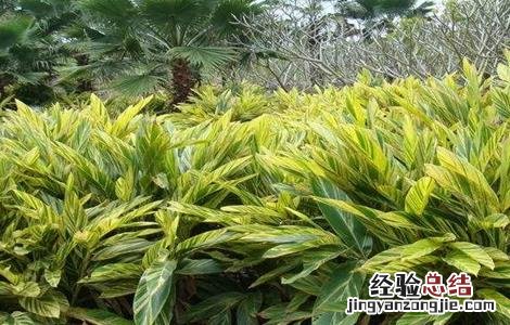 良姜的栽培技术 良姜的栽培技术有哪些