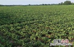 白芷的田间管理要点 白芷的田间管理要点包括