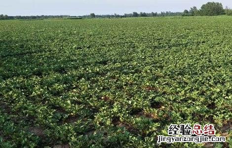 白芷的田间管理要点 白芷的田间管理要点包括