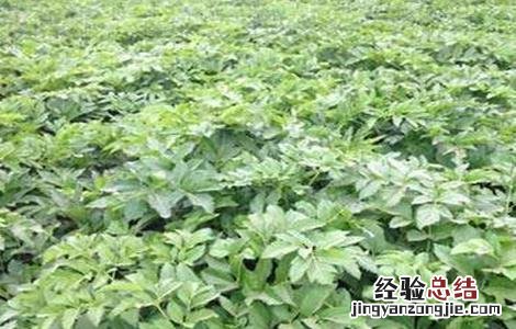 白芷的田间管理要点 白芷的田间管理要点包括