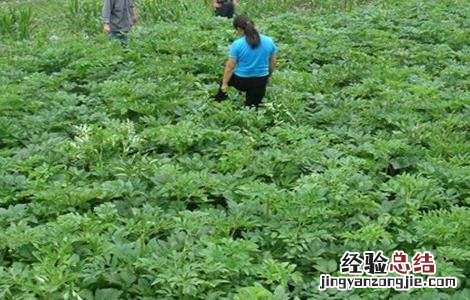 白芷的田间管理要点 白芷的田间管理要点包括