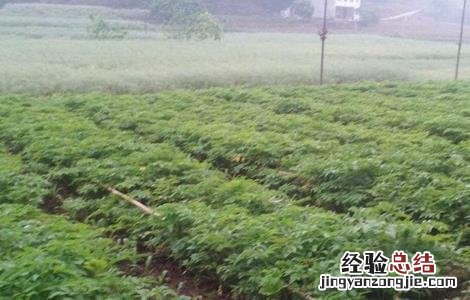 白芷的田间管理要点 白芷的田间管理要点包括