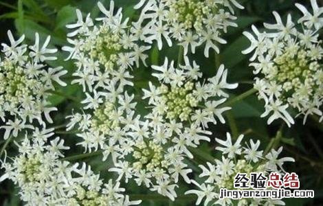 白芷的田间管理要点 白芷的田间管理要点包括