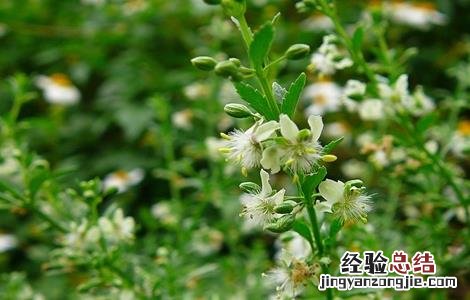 甘草在哪里种植 甘草有哪些繁殖方式