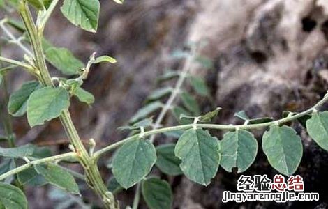 甘草在哪里种植 甘草有哪些繁殖方式