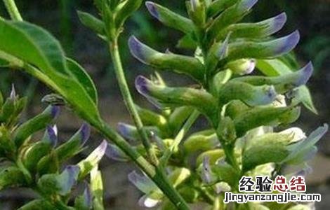 甘草在哪里种植 甘草有哪些繁殖方式