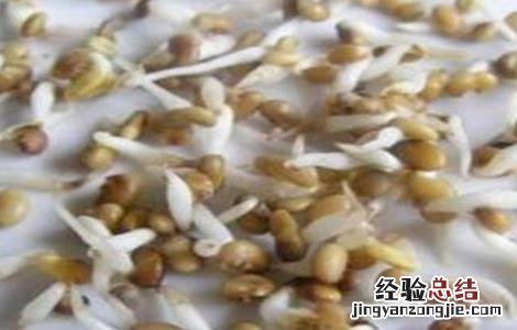 甘草在哪里种植 甘草有哪些繁殖方式