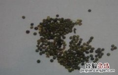 甘草在哪里种植 甘草有哪些繁殖方式