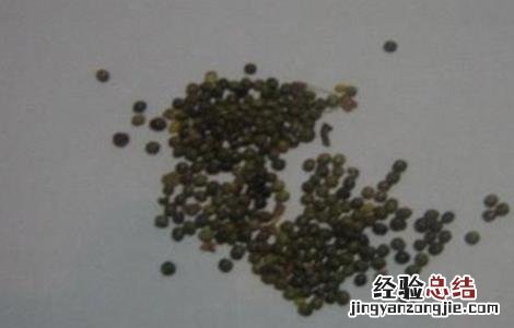 甘草在哪里种植 甘草有哪些繁殖方式