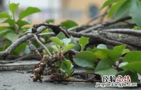 土茯苓的种植技术 土茯苓的种植技术及产量