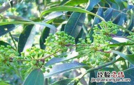 土茯苓的种植技术 土茯苓的种植技术及产量