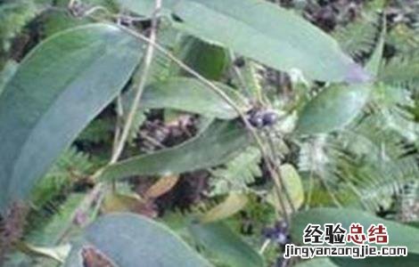 土茯苓的种植技术 土茯苓的种植技术及产量