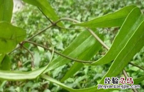 土茯苓的种植技术 土茯苓的种植技术及产量
