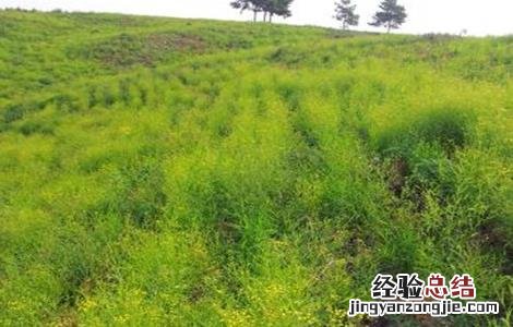 柴胡病虫害的防治技巧