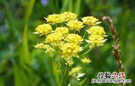 柴胡病虫害的防治技巧