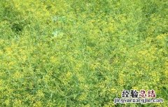 柴胡病虫害的防治技巧