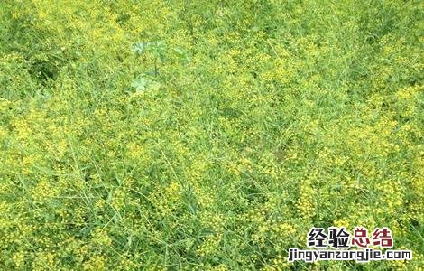 柴胡病虫害的防治技巧