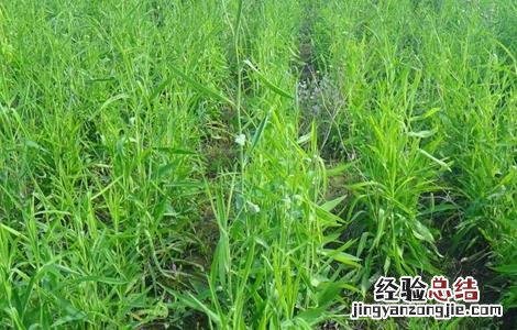 柴胡病虫害的防治技巧