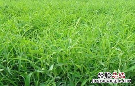 柴胡病虫害的防治技巧