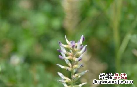 提高甘草出苗率方法是什么 提高甘草出苗率方法