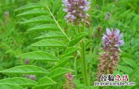提高甘草出苗率方法是什么 提高甘草出苗率方法