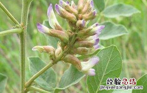提高甘草出苗率方法是什么 提高甘草出苗率方法