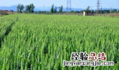 小麦苗的功效与作用及食用方法 小麦麦苗的功效与作用