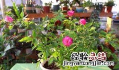 月季花的养殖方法和注意事项 你知道吗