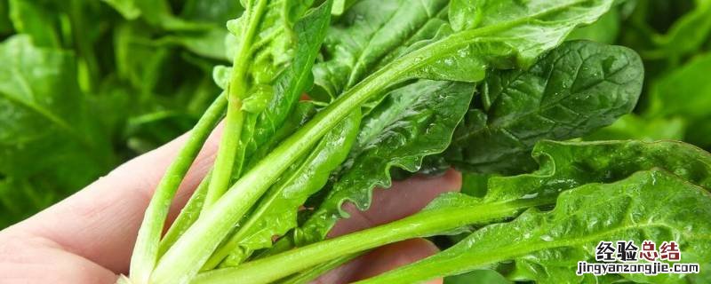 菠菜怎样榨汁 菠菜怎样榨汁和面视频