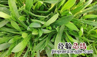吃面条菜的注意事项 吃面条菜的注意事项有哪些