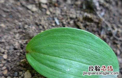 黄精的繁殖方法 黄精的繁殖方法和栽培管理9kq