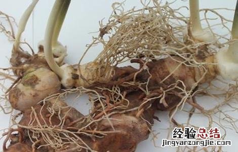 黄精的繁殖方法 黄精的繁殖方法和栽培管理9kq