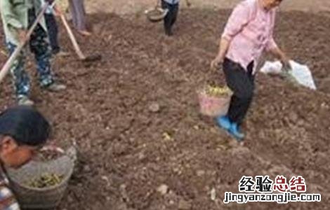 黄精的繁殖方法 黄精的繁殖方法和栽培管理9kq