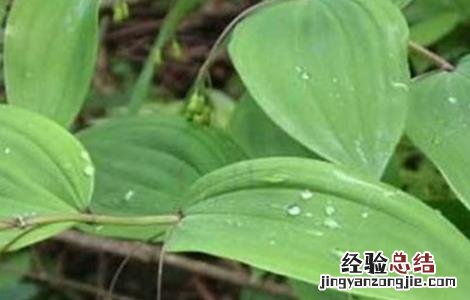 黄精的繁殖方法 黄精的繁殖方法和栽培管理9kq