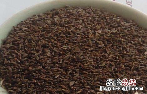 柴胡种子催芽技术