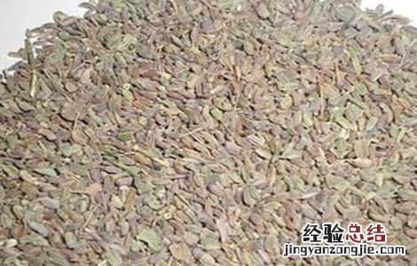 柴胡种子催芽技术