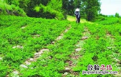 柴胡的种植技术