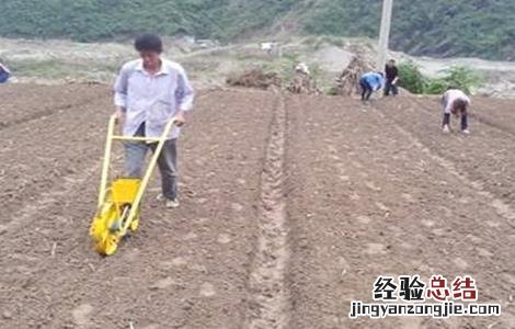 柴胡的种植技术