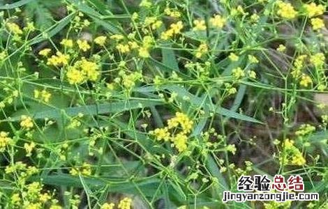 柴胡的种植技术