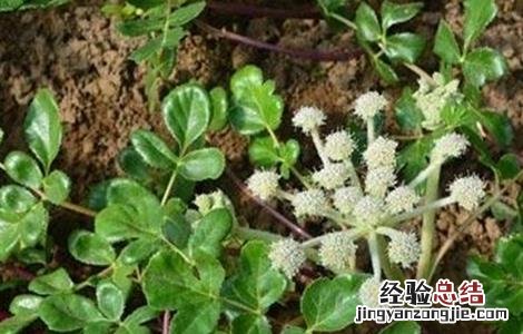 沙参的病虫害的防治方法是什么 沙参的病虫害的防治方法