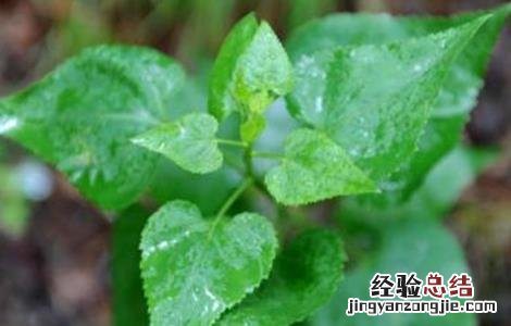 沙参的病虫害的防治方法是什么 沙参的病虫害的防治方法