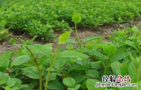 沙参的病虫害的防治方法是什么 沙参的病虫害的防治方法