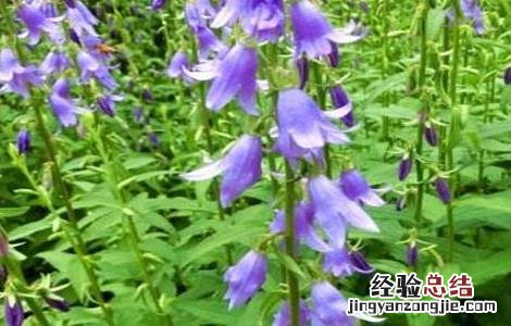 沙参的病虫害的防治方法是什么 沙参的病虫害的防治方法