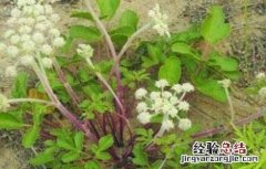 沙参的病虫害的防治方法是什么 沙参的病虫害的防治方法